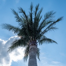 Palmengarten