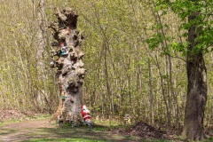 Zwergenbaum