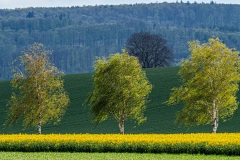 Bäume