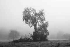 Nebel