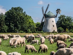 Windmühle