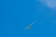 Segelflugzeug