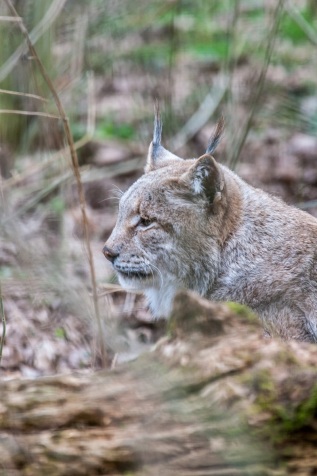 Luchs