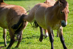 Ausschlag
