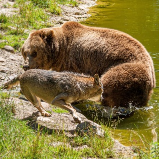 Braunbär und Wolf