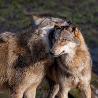 Wölfe