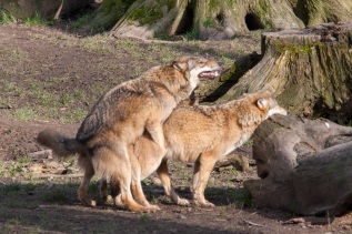 Wölfe