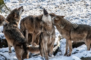 Wölfe