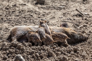 Wildschweine