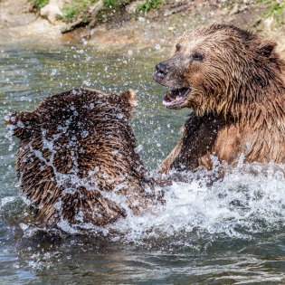 Wisentgehege Springe, Streit zwischen dem Braunbärenpaar