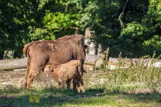 Wisentkalb beim Säugen