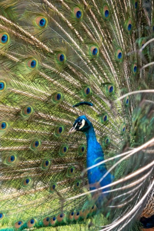 Blauer Pfau