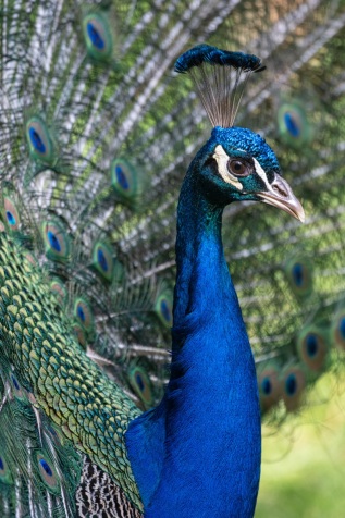 Blauer Pfau