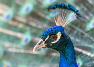 Blauer Pfau