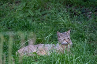 Wildkatze