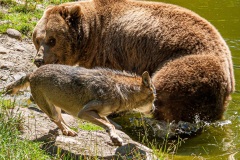 Braunbär und Wolf