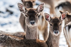 Rehe