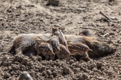 Wildschweine