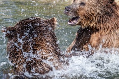 Wisentgehege Springe, Streit zwischen dem Braunbärenpaar