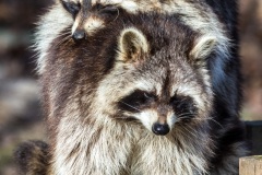 Waschbären