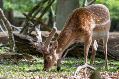 Damhirsch im Bast