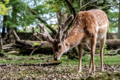 Damhirsch im Bast