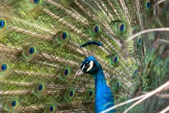 Blauer Pfau