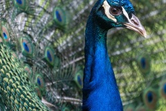 Blauer Pfau