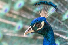 Blauer Pfau