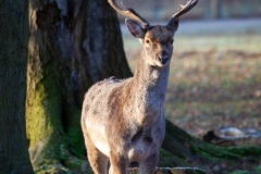 Springe-20091217-143431-IMG_2009-12-17-14-34-31_34098