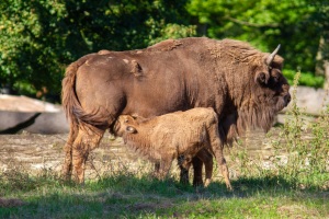 Springe-20120801-181300-IMG_2012-08-01-18-13-00_55217