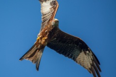 Springe-20141003-153136-IMG_2014-10-03-15-31-36_65962