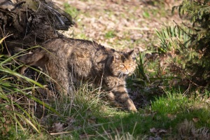 Springe-20170316-163833-ING_2017-03-16-16-38-33_82242