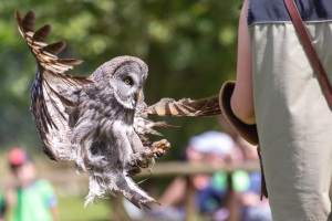 Springe-20190704-140547-IMG_2019-07-04-14-05-47_86034